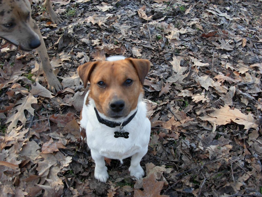 Max